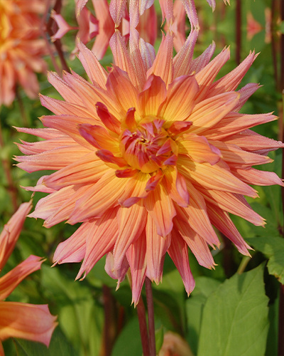 DAHLIA OMEGA 10 kusov Novinka